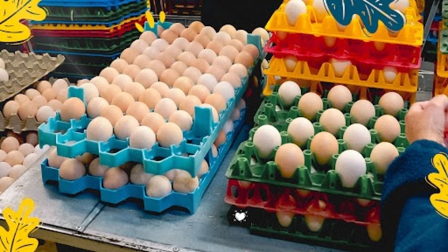 Cesta de huevos con huevo fuera de la cesta y pluma de pollo al lado
